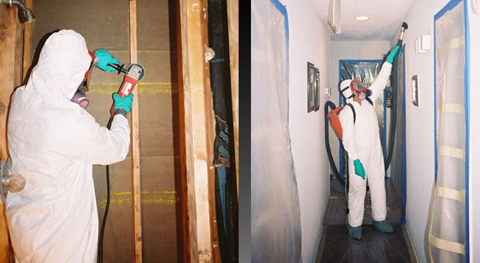 Mold Remediation Service